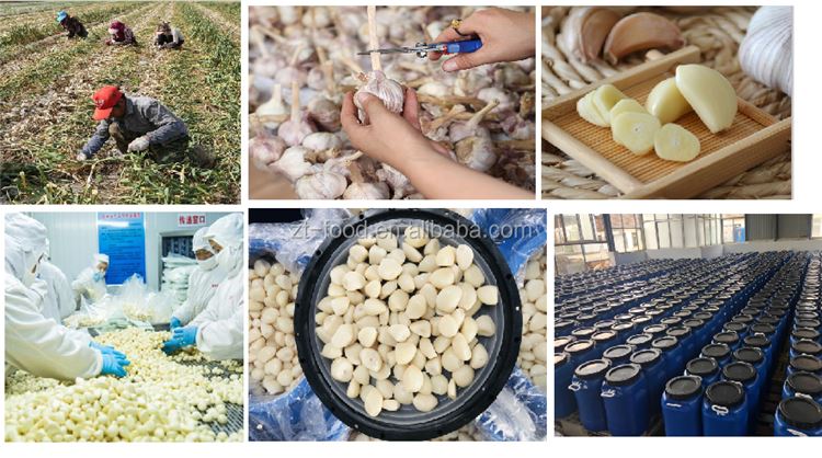 High quality Normal white garlic in drums
