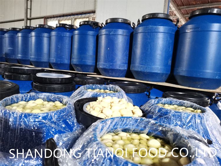 Factory white champignon mushroom in drums Factory white champignon mushroom in drums
