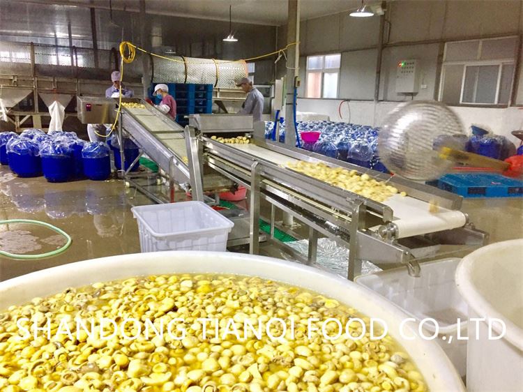 Mushroom in vinegar in drums supplier Mushroom in vinegar in drums supplier