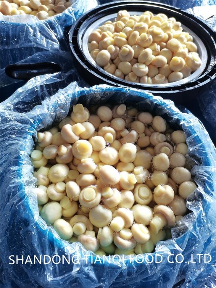 Preserved whole white mushroom in brine in drums
