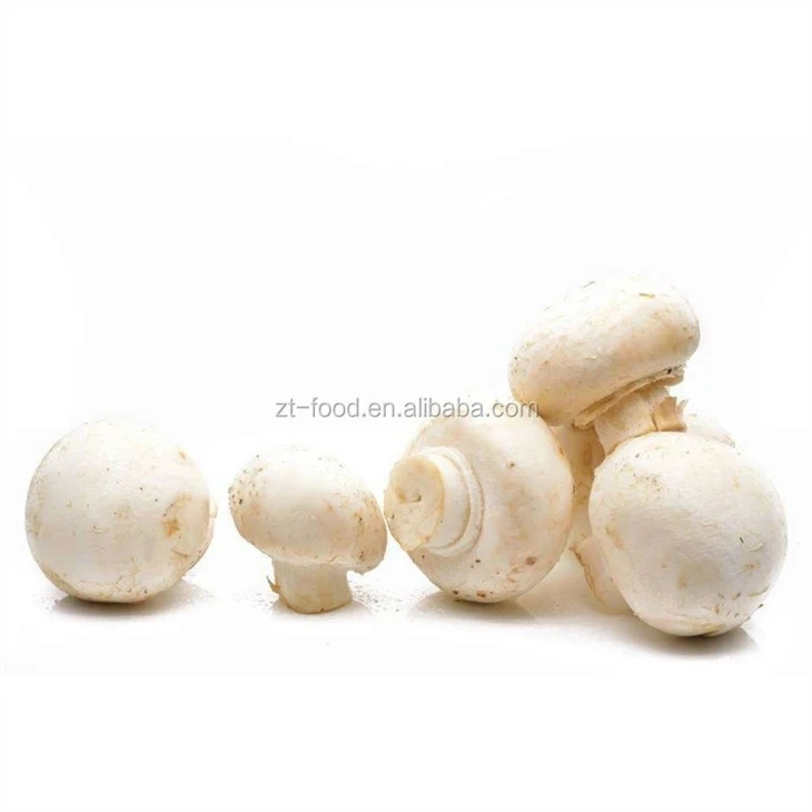 White champignon mushroom in brine in plastic drums
