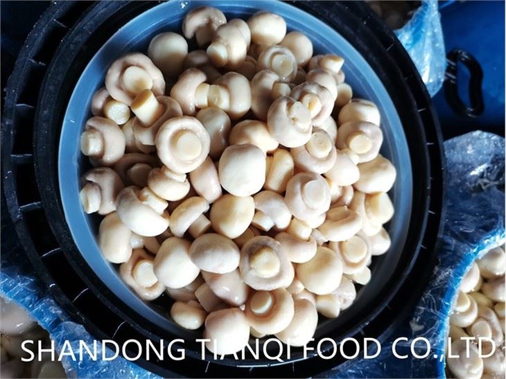 Big drum packing white mushroom in brine