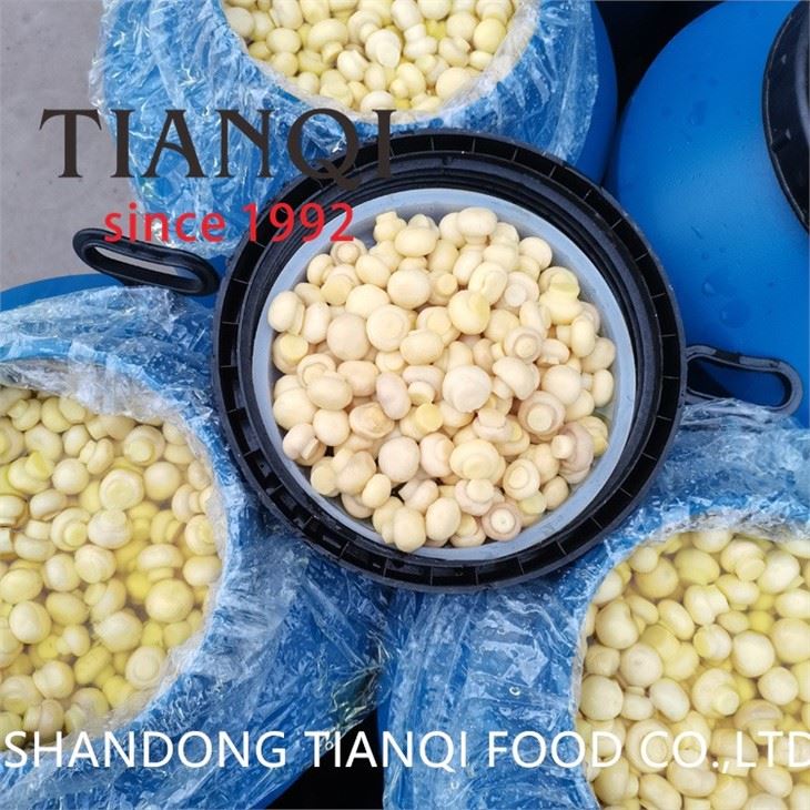 Hot selling white champignon mushroom in brine in drums